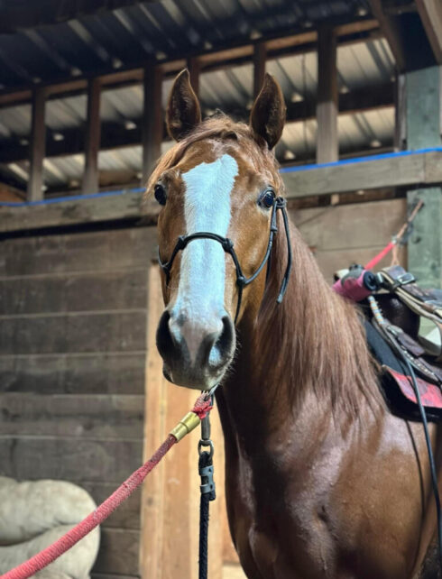 unnamed-13 Pole Barn, Pole Building, Locke Buildings, Multi-purpose Buildings, Customized Buildings, Design-to-order Buildings, Horse Arena, Tractor Storage, Commercial Warehouses, Animal Shelters, Shop Buildings